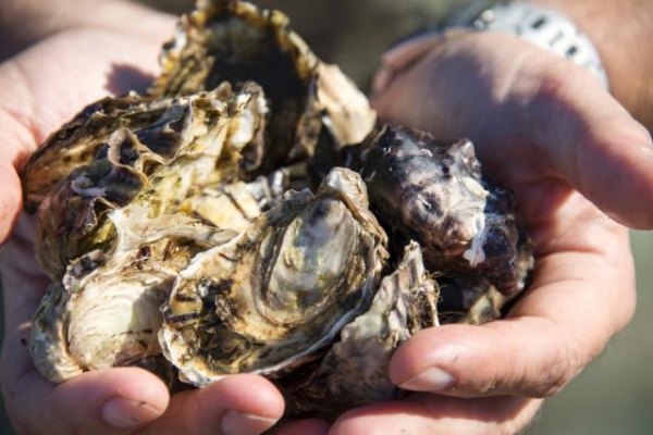 Fresh Natural Oysters from Freycinet Marine Farm